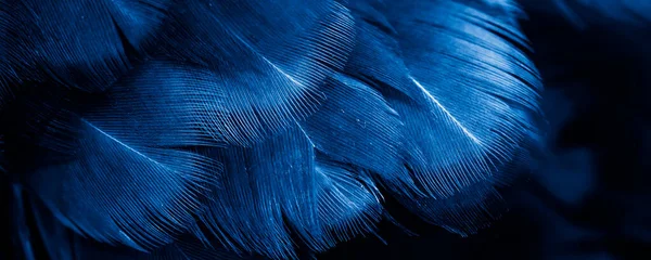 Makrofoto Von Blauen Hühnerfedern Hintergrund Oder Textur — Stockfoto