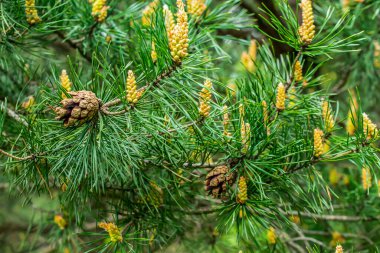 yeşil siyah çam topuzları görünür bir dokusu var.
