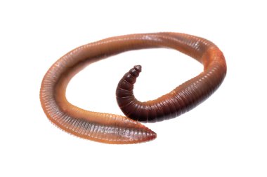 Beyaz izole arkaplanda Lumbricus terrestris