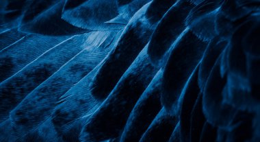 Mavi tüylü güvercin makro fotoğrafı. doku veya arkaplan