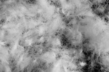 Siyah arka planda beyaz kaz