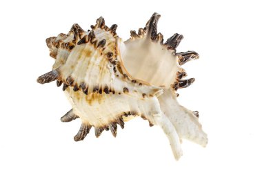 Beyaz arka planda deniz salyangozunun kabuğu