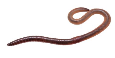 Beyaz izole arkaplanda Lumbricus terrestris
