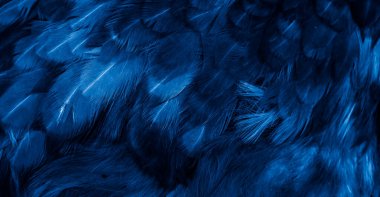 Mavi tavuk tüylerinin makro fotoğrafı. arkaplan veya doku