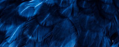 Mavi tavuk tüylerinin makro fotoğrafı. arkaplan veya doku