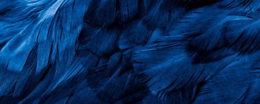 Mavi tavuk tüylerinin makro fotoğrafı. arkaplan veya doku