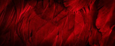 Kırmızı tavuk tüylerinin makro fotoğrafı. arkaplan veya doku