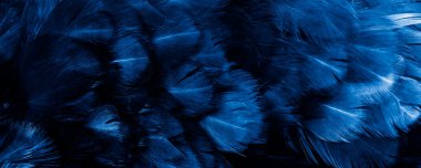 Mavi tavuk tüylerinin makro fotoğrafı. arkaplan veya doku