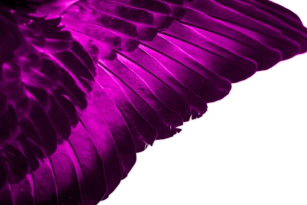 Violet Feather Pigeon Macro Фото Текстура Фон — стоковое фото