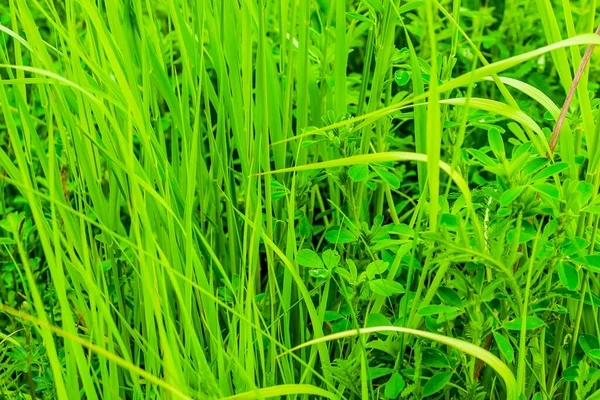Grüne Grashalme Mit Sichtbarer Textur — Stockfoto