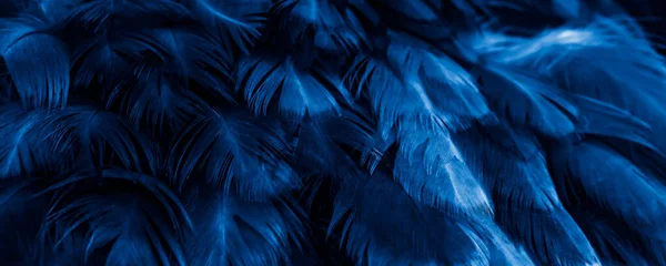 Macro Foto Van Blauwe Kippenveren Achtergrond Textura — Stockfoto