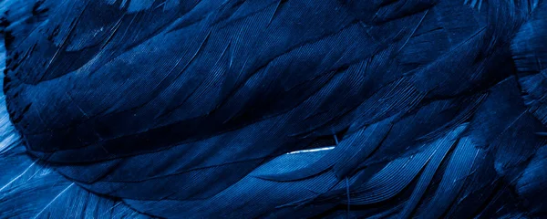 Foto Macro Penas Galinha Azul Fundo Textura — Fotografia de Stock