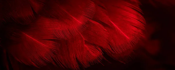 Makrofoto Von Roten Hühnerfedern Hintergrund Oder Textur — Stockfoto