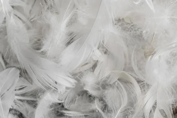 いい白いアヒルの羽だ 背景や質感 — ストック写真