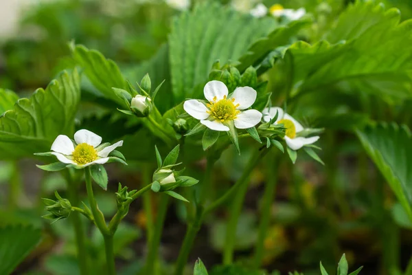 Białe Kwiaty Truskawek Zielonym Tle — Zdjęcie stockowe