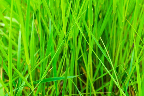 Gröna Grässtrån Med Synlig Struktur — Stockfoto