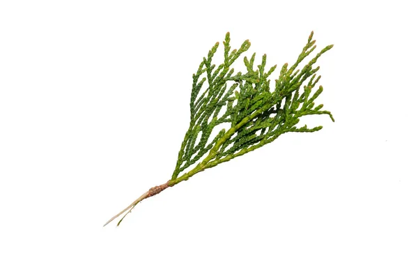 Thuja Smaragd Zweige Auf Weißem Hintergrund — Stockfoto