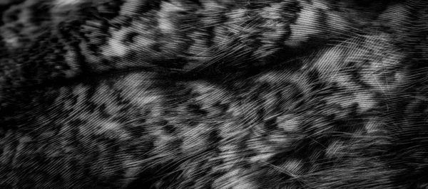 White Black Feathers Owl — Stockfoto