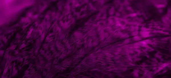 Violet Feathers Owl Visible Details — Fotografia de Stock