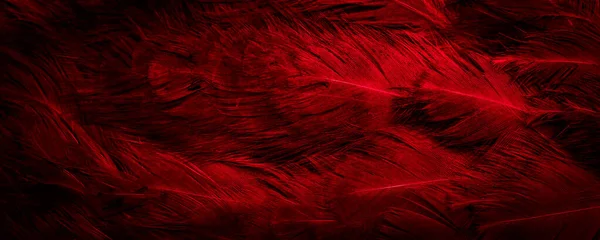 Macro Photo Red Hen Feathers Background Textura — Stock Photo, Image