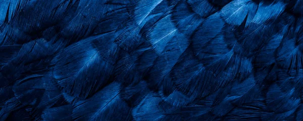 Macro Foto Plumas Gallina Azul Fondo Textura —  Fotos de Stock