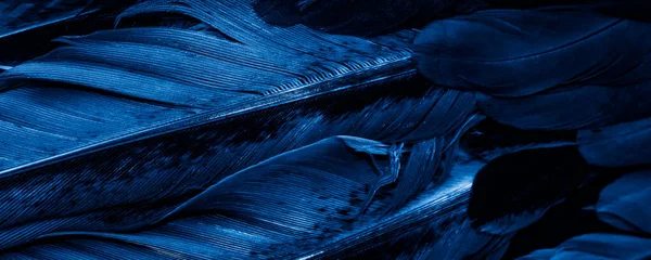 Macro Foto Plumas Gallina Azul Fondo Textura — Foto de Stock