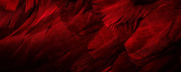 Макро Фото Пір Червоної Курки Фон Або Текстурна — стокове фото