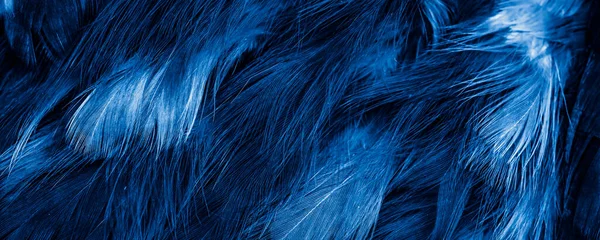 Foto Macro Penas Galinha Azul Fundo Textura — Fotografia de Stock