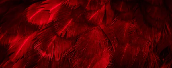 Kırmızı Tavuk Tüylerinin Makro Fotoğrafı Arkaplan Veya Doku — Stok fotoğraf