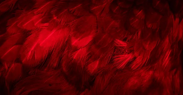 Makrofoto Von Roten Hühnerfedern Hintergrund Oder Textur — Stockfoto