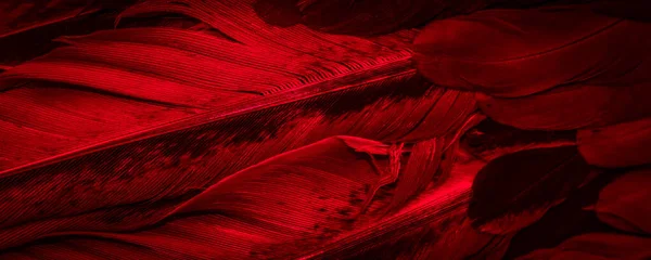 Foto Macro Penas Galinha Vermelha Fundo Textura — Fotografia de Stock