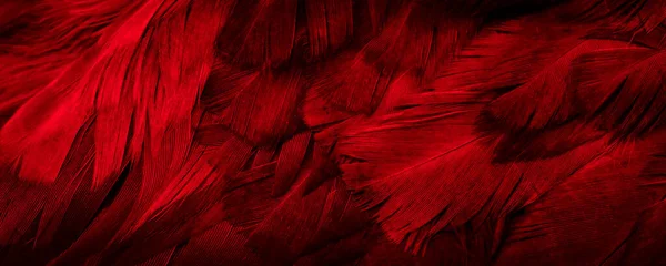 赤い羽のマクロ写真です 背景やテクスチュラ — ストック写真