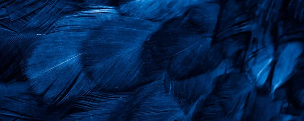 Macro Photo Blue Hen Feathers Background Textura — Stock Photo, Image