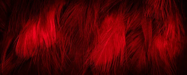 Foto Macro Penas Galinha Vermelha Fundo Textura — Fotografia de Stock