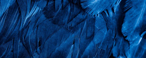 Makro Zdjęcie Niebieskich Piór Kurczęcych Tło Lub Tekstura — Zdjęcie stockowe