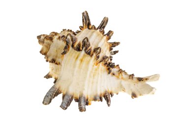 Beyaz arka planda deniz salyangozunun kabuğu