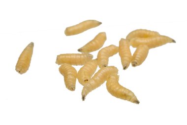 fly larvae on a white isolated background clipart