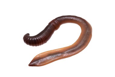 Beyaz izole arkaplanda Lumbricus terrestris