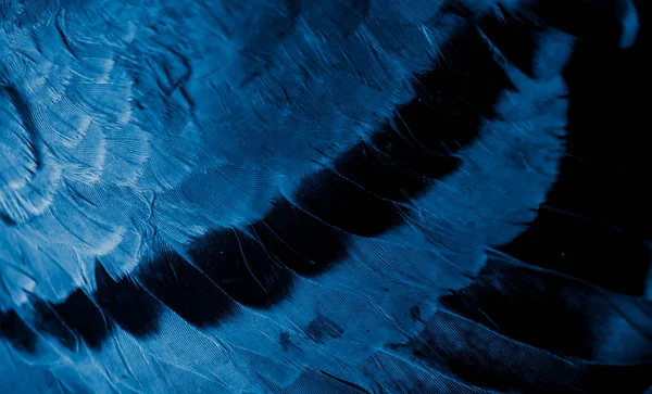 Синій Перо Голуб Макро Фото Текстура Або Фон — стокове фото