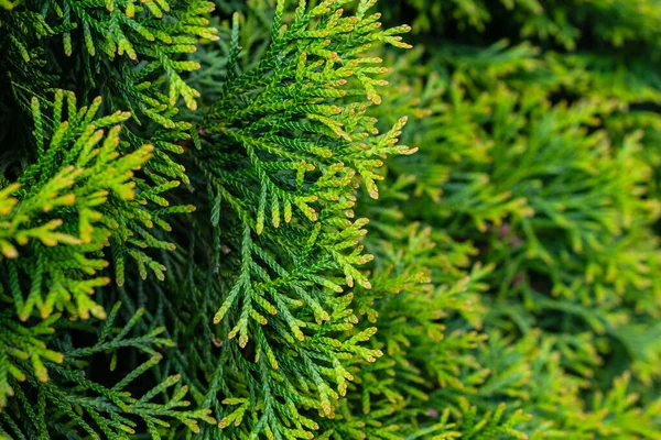 Galhos Verdes Thuja Esmeralda Com Textura Visível — Fotografia de Stock