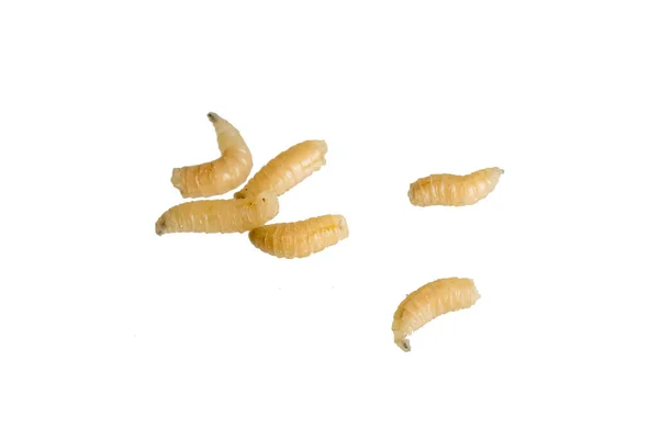 Fly Larvae White Isolated Background — 스톡 사진