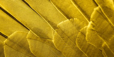 gold feather pigeon macro photo. texture or background