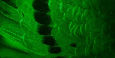 Yeşil tüylü güvercin makro fotoğrafı. doku veya arkaplan