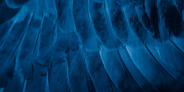 Blauwe Veren Duif Macro Foto Textuur Achtergrond — Stockfoto
