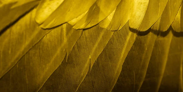Gold Feather Pigeon Macro Photo Texture Background — Stockfoto