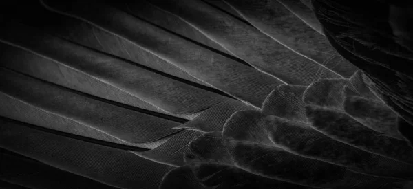 Siyah Tüylü Güvercin Makro Fotoğrafı Doku Veya Arkaplan — Stok fotoğraf