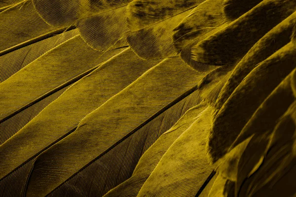 Gold Feather Pigeon Macro Photo Texture Background — Stock Photo, Image