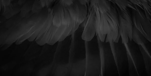 Чорний Перо Голуб Макро Фото Текстура Або Фон — стокове фото