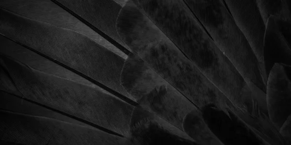 Black Feather Pigeon Macro Photo Texture Background — Zdjęcie stockowe