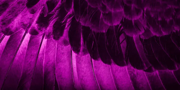 Violett Fjäder Duva Makro Foto Struktur Eller Bakgrund — Stockfoto